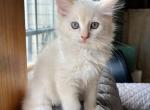 Sunday - Ragdoll Kitten For Sale - PA&comma; US