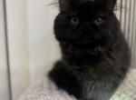 Teach - Persian Kitten For Adoption - 