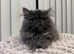 Arya - Persian Kitten For Adoption - Sterling Heights&comma; MI&comma; US