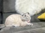 Khaleesi - Scottish Fold Cat For Sale - Sedalia&comma; MO&comma; US