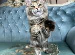 Bonny - Maine Coon Cat For Sale - Hollywood&comma; FL&comma; US