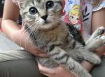 Female Tabby Kitten - Domestic Kitten For Sale - Montgomery&comma; MA&comma; US