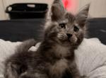 Tica Maine coon kittens - Maine Coon Kitten For Sale - 