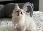 June - Siberian Kitten For Sale - Prospect Heights&comma; IL&comma; US