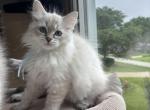 Joy - Siberian Kitten For Sale - Prospect Heights&comma; IL&comma; US