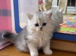 Lana Longhair - British Shorthair Kitten For Sale - Brooklyn&comma; NY&comma; US