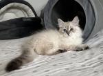 Jasmine - Siberian Kitten For Sale - Prospect Heights&comma; IL&comma; US