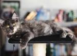Blue smoke torbie - Maine Coon Kitten For Sale - Chandler Heights&comma; AZ&comma; US