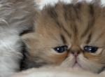 Bao Bao litter - Persian Kitten For Sale - 