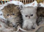 Bao Bao litter - Persian Kitten For Sale - Chicago&comma; IL&comma; US