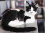 Bicolor male - Maine Coon Kitten For Sale - Chandler Heights&comma; AZ&comma; US