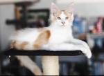 Red bicolor male - Maine Coon Kitten For Sale - Chandler Heights&comma; AZ&comma; US