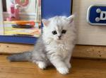 Lana Longhair - British Shorthair Kitten For Sale - New York&comma; NY&comma; US