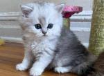 Bella longhair - British Shorthair Kitten For Sale - New York&comma; NY&comma; US