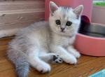 Bella 1 - British Shorthair Kitten For Sale - New York&comma; NY&comma; US