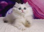 York - British Shorthair Kitten For Sale - Norwalk&comma; CT&comma; US
