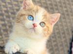 Busheron - British Shorthair Kitten For Sale - Pembroke Pines&comma; FL&comma; US