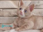 Keysy - British Shorthair Kitten For Sale - Pembroke Pines&comma; FL&comma; US