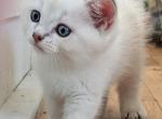Csesar - Persian Kitten For Sale - Brooklyn&comma; NY&comma; US