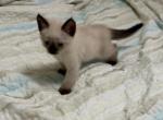 PBJ crew - Siamese Kitten For Sale - Cape Coral&comma; FL&comma; US