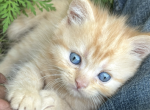 Mac n Cheese - Minuet Kitten For Sale - West Branch&comma; MI&comma; US