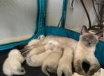 Sky's sexy 6 - Siamese Kitten For Sale - 