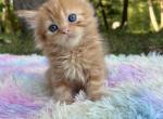 Marmaduke - Persian Kitten For Sale - West Branch&comma; MI&comma; US