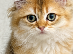Arnold - British Shorthair Kitten For Sale - Matthews&comma; NC&comma; US