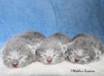 Russian Blue Kittens - Russian Blue Kitten For Sale - Springfield&comma; OH&comma; US