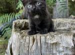 Ferguson - Minuet Kitten For Sale - West Branch&comma; MI&comma; US