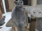 Litter A12 - British Shorthair Kitten For Sale - Kelso&comma; WA&comma; US