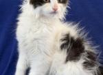 Mix Turkish Van & Ragdoll - Turkish Van Kitten For Sale