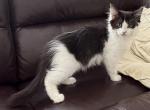 Mix Turkish Van & Ragdoll - Turkish Van Kitten For Adoption - Auburn&comma; WA&comma; US