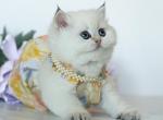 British Shorthair Taya - British Shorthair Kitten For Sale - 