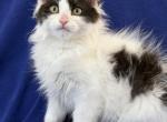 Mix Turkish Van & Ragdoll - Turkish Van Kitten For Adoption - Auburn&comma; WA&comma; US
