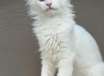 Mix Ragdoll & Turkish Van - Ragdoll Kitten For Adoption - Auburn&comma; WA&comma; US
