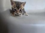 Nela - Bengal Kitten For Adoption - West Covina&comma; CA&comma; US