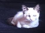Rosemary - Ragdoll Kitten For Sale - Oak Harbor&comma; WA&comma; US