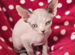 Pear - Sphynx Kitten For Sale - Denver&comma; CO&comma; US