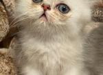 Silver Persian Kittens - Persian Kitten For Sale - Anaheim&comma; CA&comma; US