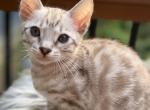 Trixie - Bengal Kitten For Sale - ME&comma; US