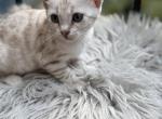 Dolly - Bengal Kitten For Sale - ME&comma; US