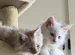Fast and Furriest litters A and B - Maine Coon Kitten For Sale - Sacramento&comma; CA&comma; US