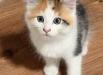 Surprise Litter - Maine Coon Kitten For Sale - NY&comma; US