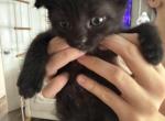 Martin - Scottish Fold Kitten For Sale - Philadelphia&comma; PA&comma; US