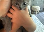 Jerry - Domestic Kitten For Sale - Philadelphia&comma; PA&comma; US
