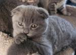 Jiggy - Scottish Fold Kitten For Sale - Molalla&comma; OR&comma; US