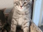 Cinco - Scottish Fold Kitten For Sale - Molalla&comma; OR&comma; US