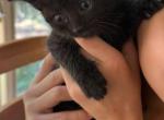 Romeo - Domestic Kitten For Sale - Philadelphia&comma; PA&comma; US
