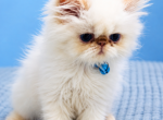 Lil Papa - Persian Cat For Adoption - Clovis&comma; CA&comma; US